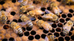 Beekeeping - People Development Magazine