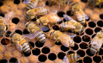 Beekeeping - People Development Magazine