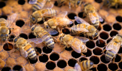 Beekeeping - People Development Magazine