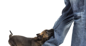 How Dog Bite Victims Prove an Owner's Full Legal Responsibility - People Development Magazine