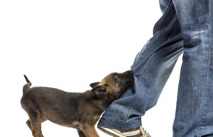 How Dog Bite Victims Prove an Owner's Full Legal Responsibility - People Development Magazine